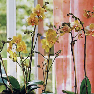 Грамотный полив орхидеи